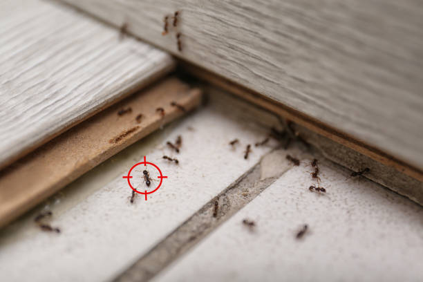 Best Pest Control for Businesses  in Bellevue, KY