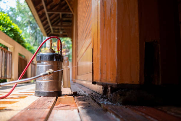 Best Wasp Removal Services  in Bellevue, KY