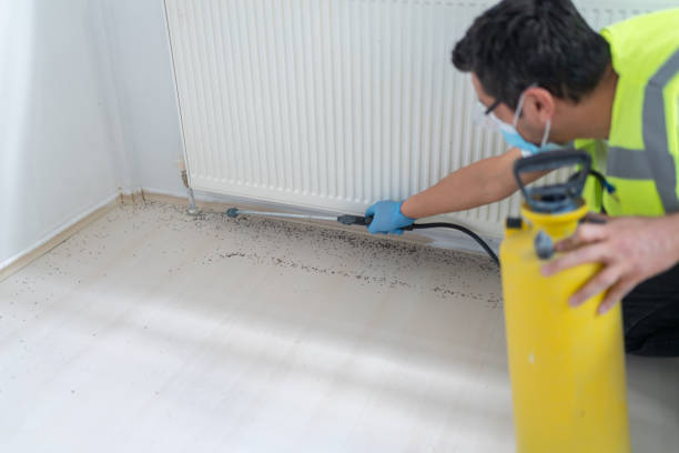 Best Rat Extermination Near Me  in Bellevue, KY
